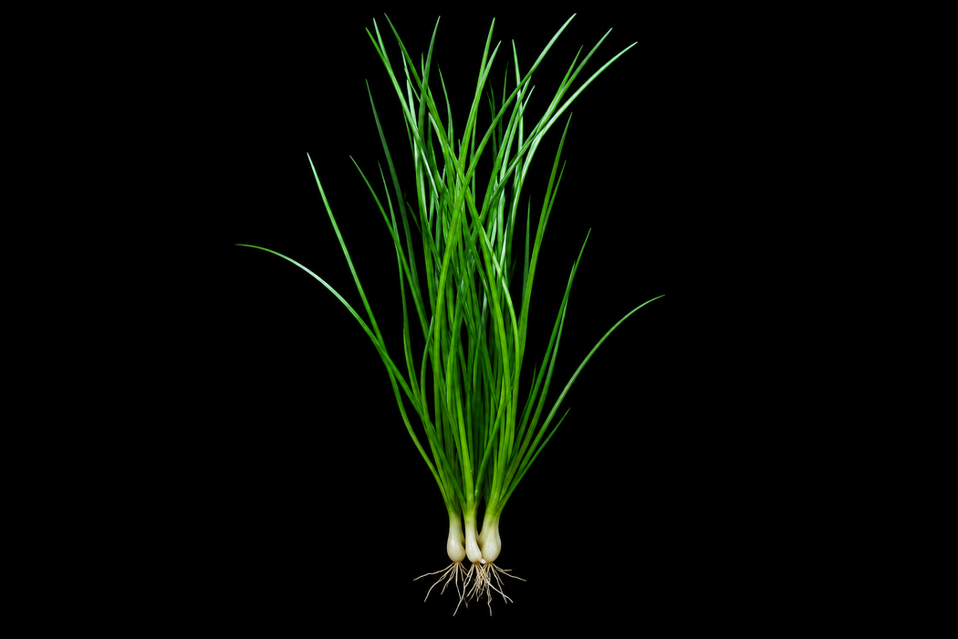 Dwarf Water Onion