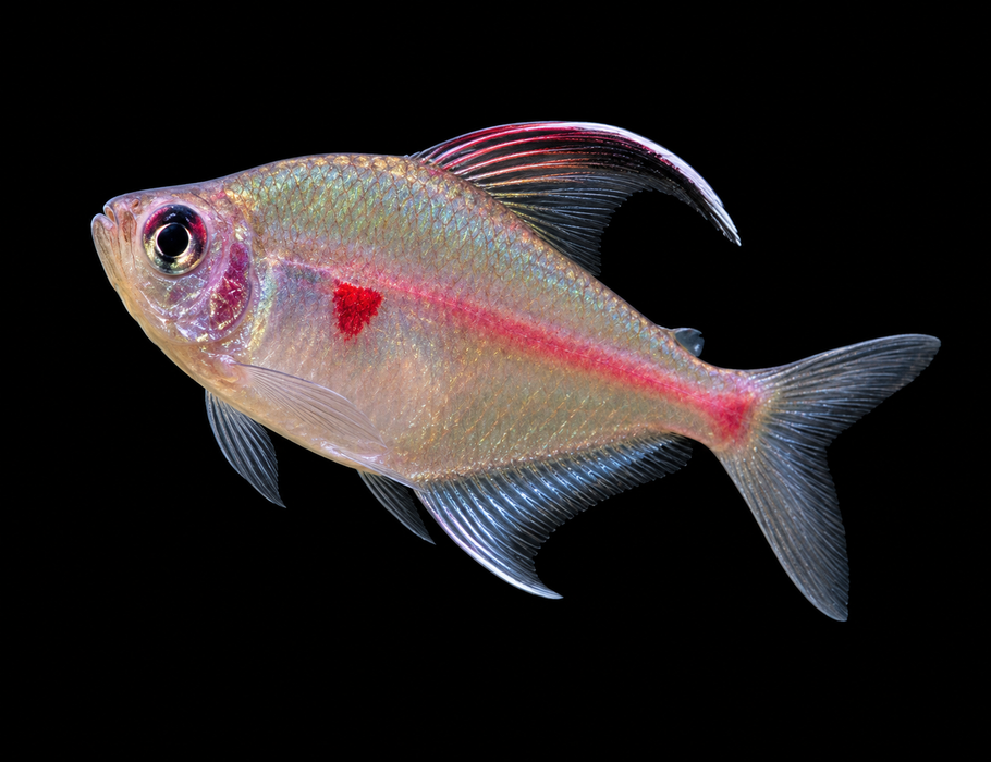 Bleeding Heart Tetra