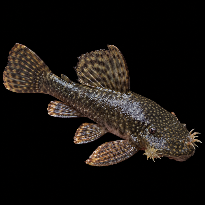Bristlenose Pleco