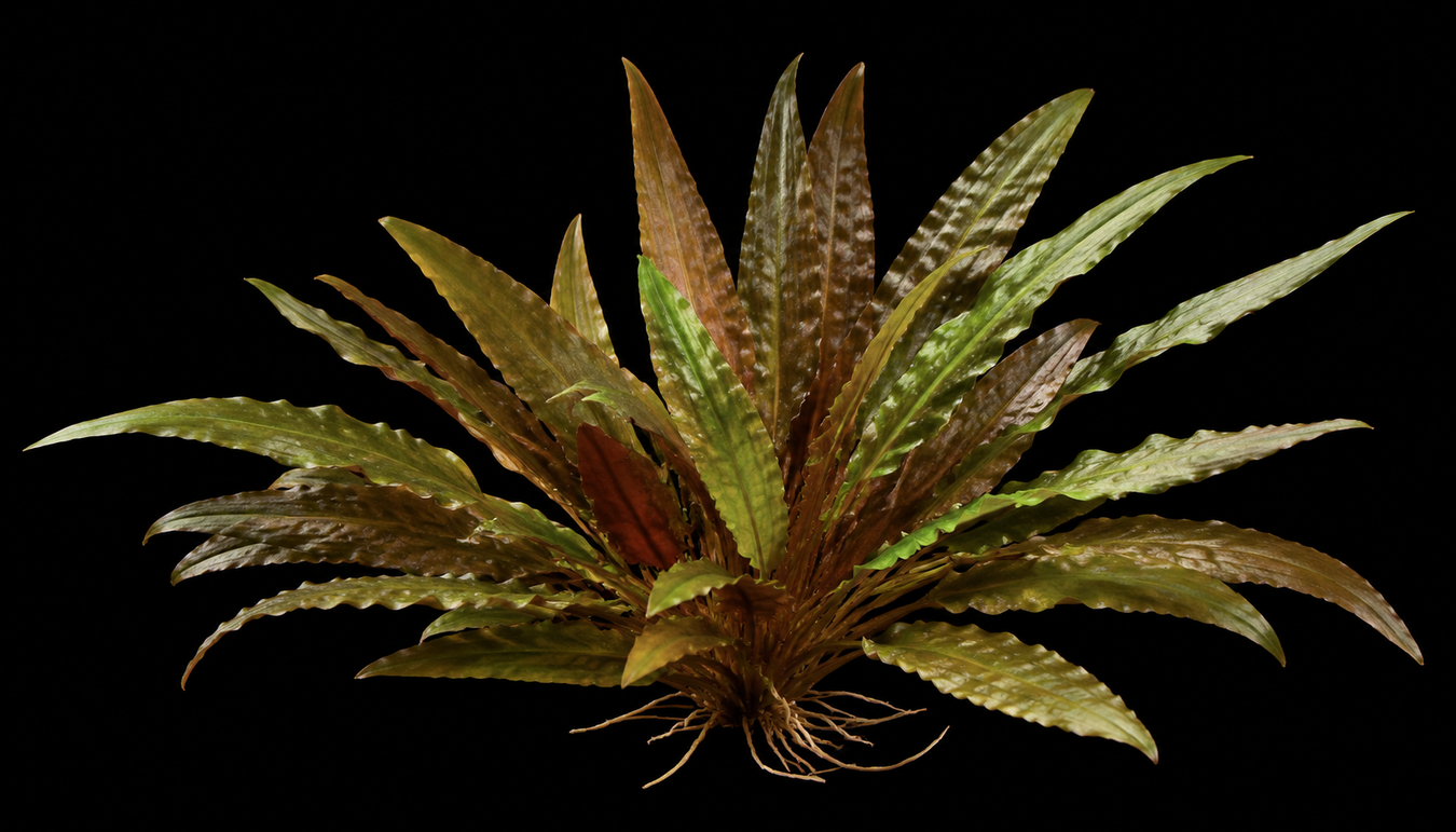 Aquatic Plants