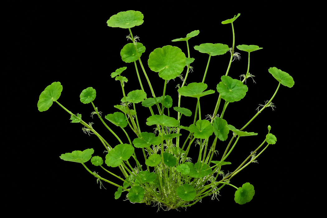 Brazilian Pennywort