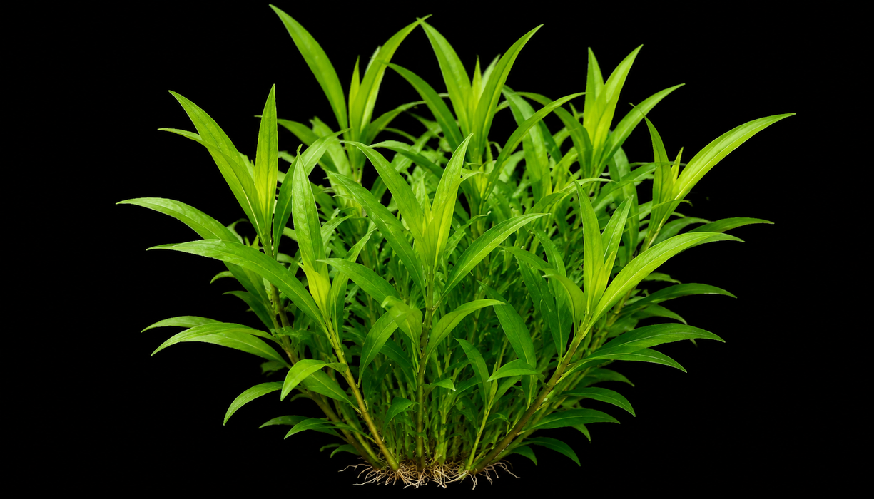 Temple Plant
