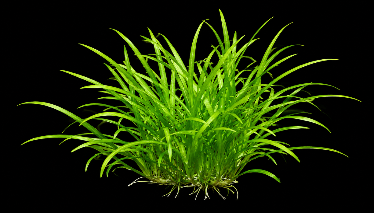 Dwarf Sagittaria