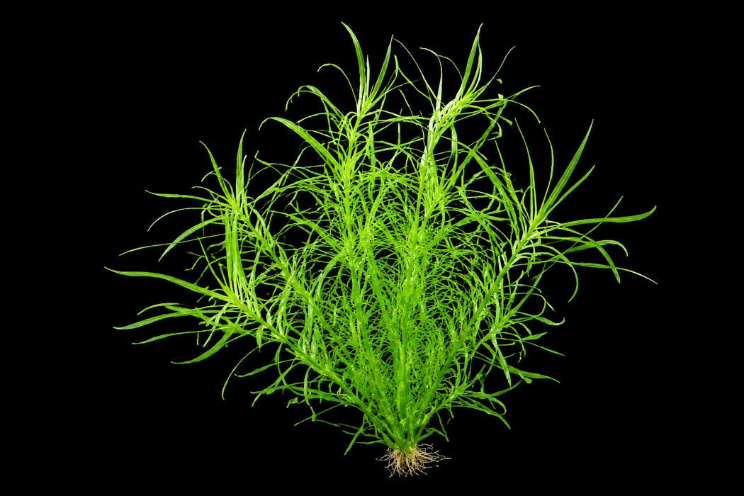 Octopus Plant