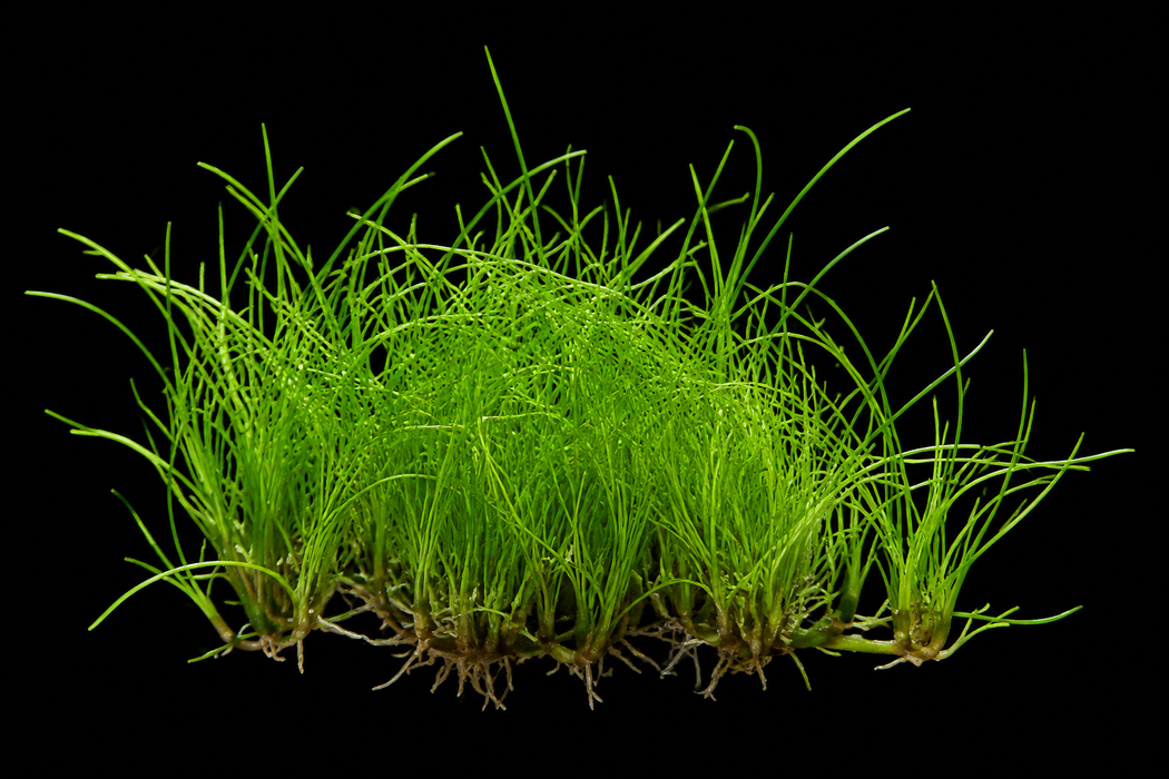 Dwarf Hairgrass