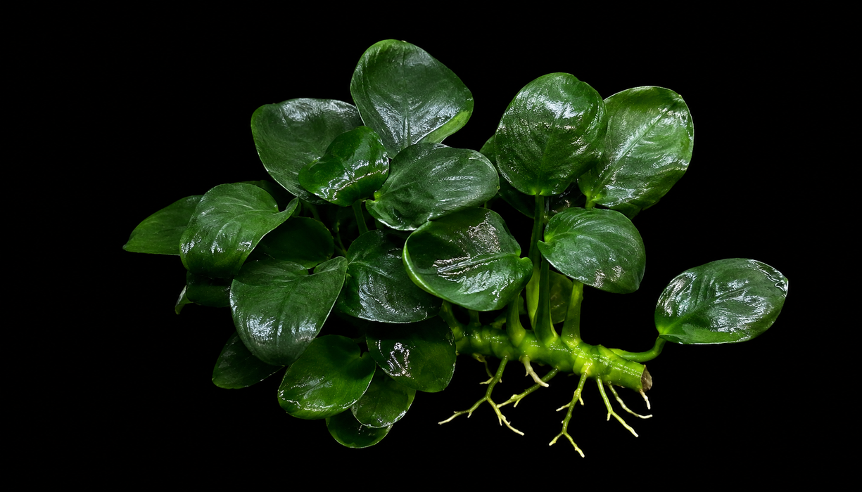 Anubias Nana Fatty/Thick Leaf