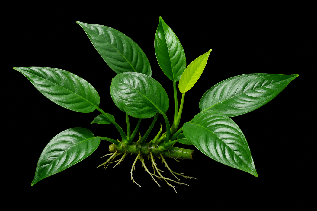 Anubias Barteri Short and Sharp