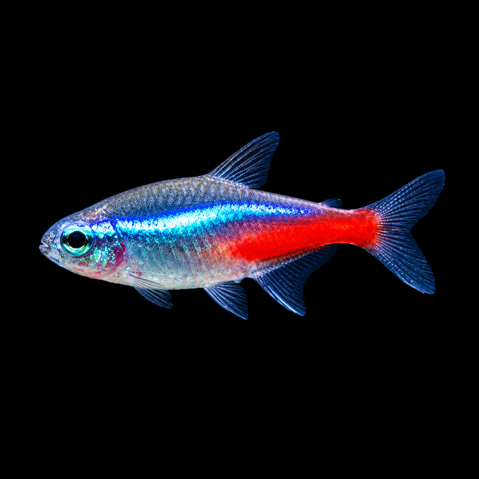 Neon Tetra