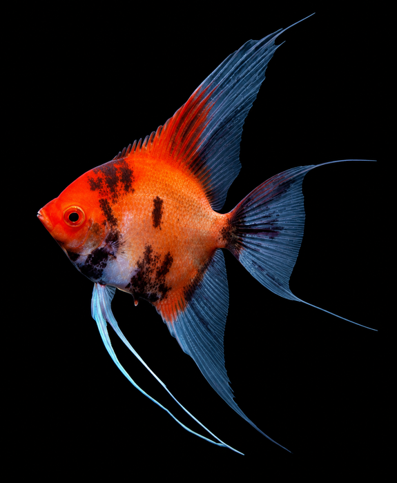 Red Devil Angelfish (95% Red & Black) HIGH GRADE