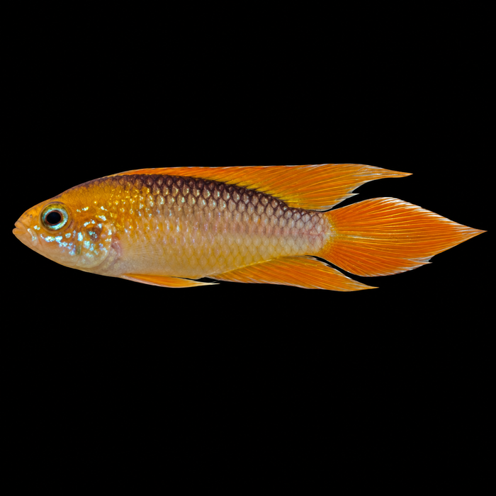 Apistogramma Agassizii Fire Red