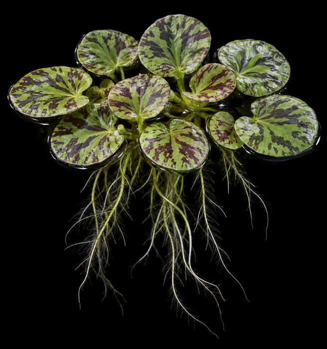 Tiger Frogbit