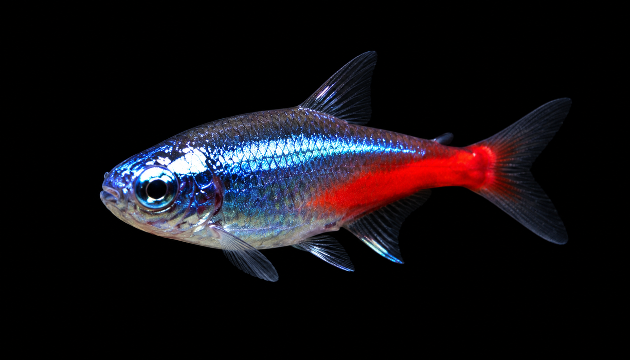 Diamond Head Neon Tetra