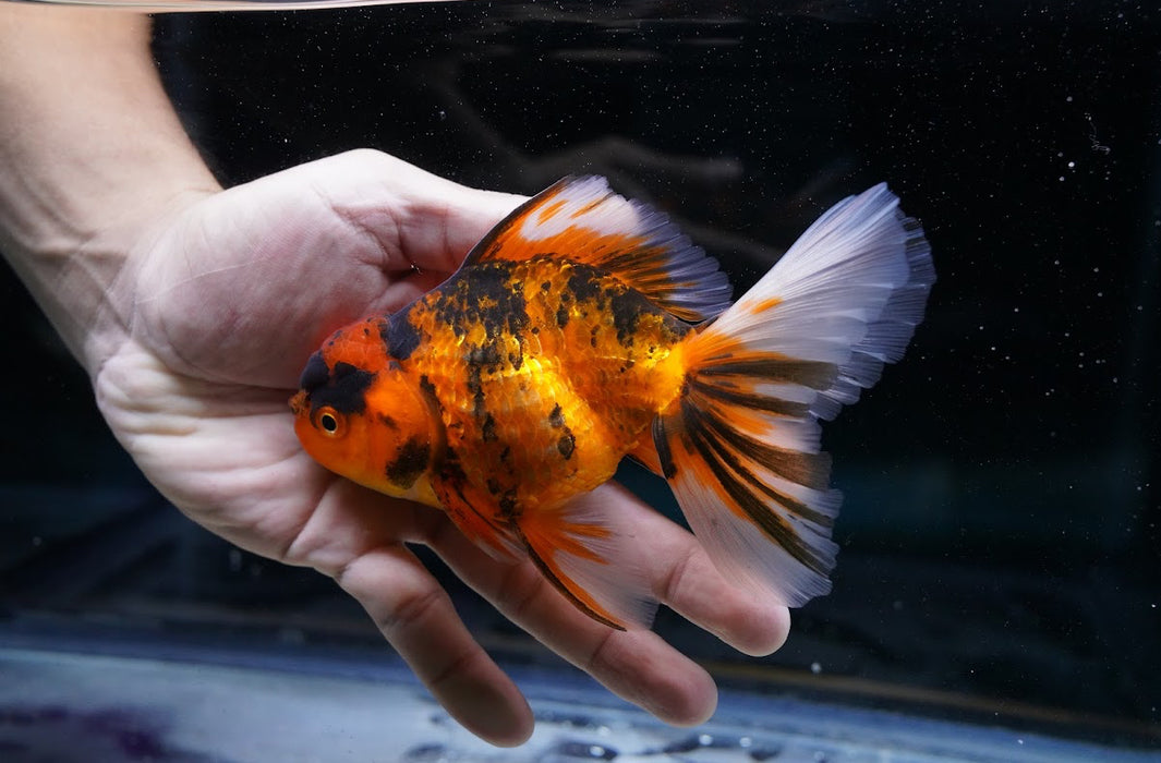 Tiger Oranda 4”-5” #180-23