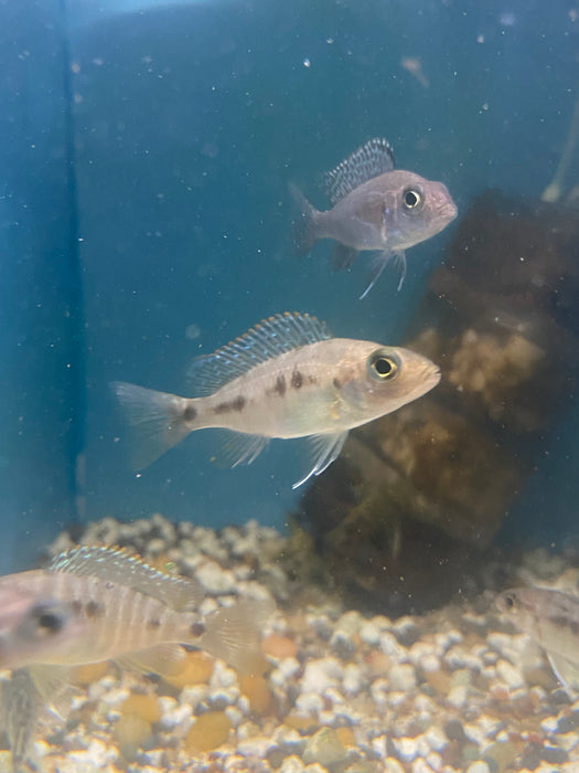 Group of 6x 2” Assorted Peacock Cichlid Fry