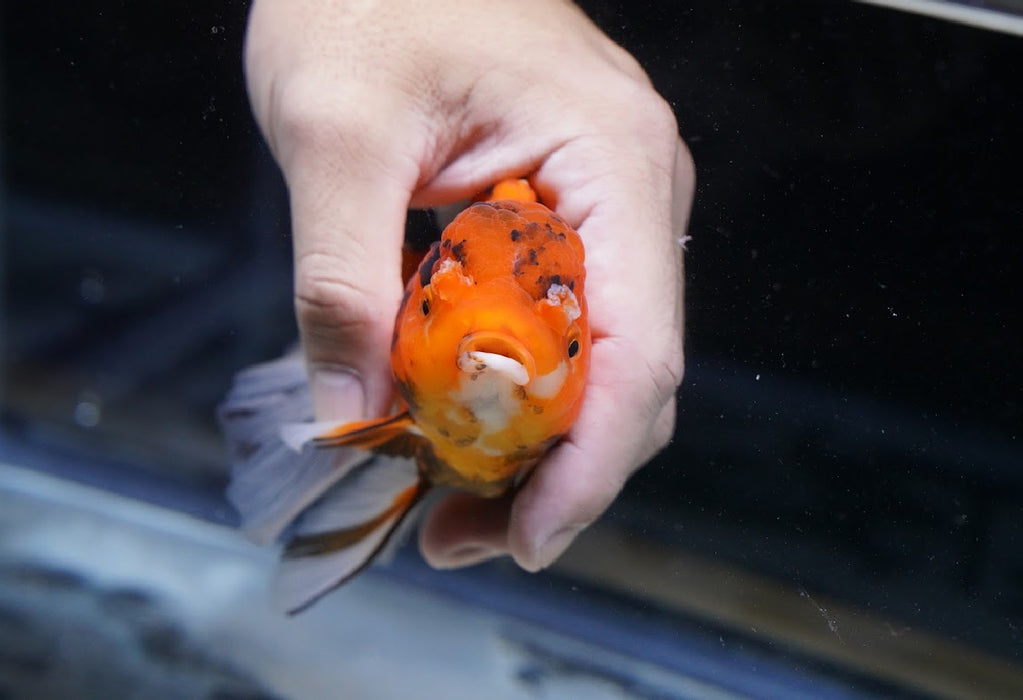 Tiger Oranda 4”-5” #125-07