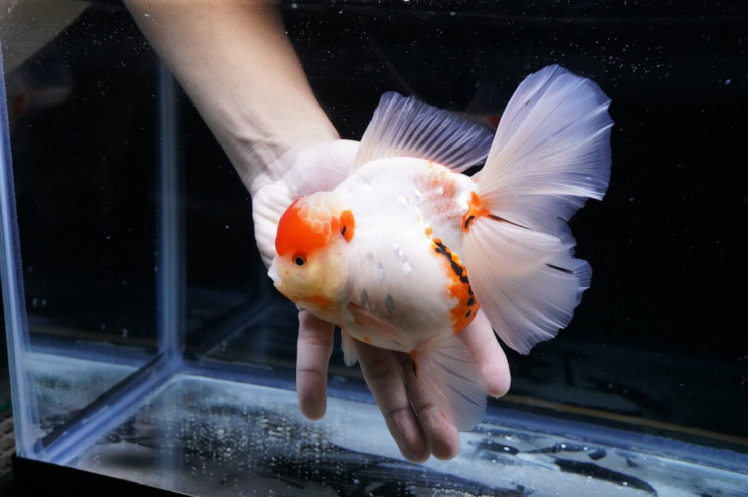 Tricolor Oranda 7” #44-01