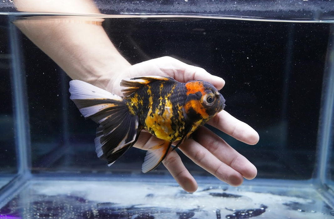 Tiger Oranda 4”-5” #180-11