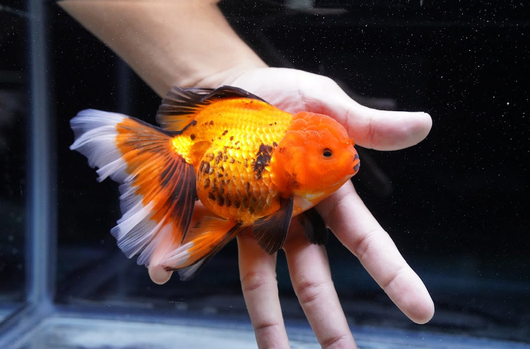 Tricolor Oranda 4”-5” #180-15