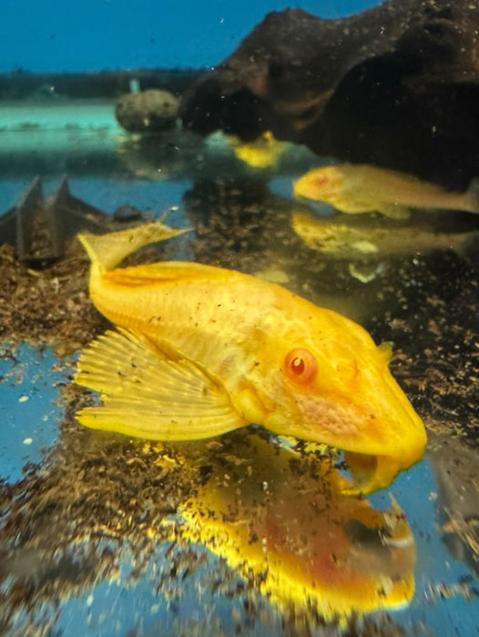 Albino Sailfin Pleco