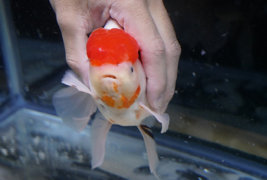 Tricolor Oranda 7” #45-02