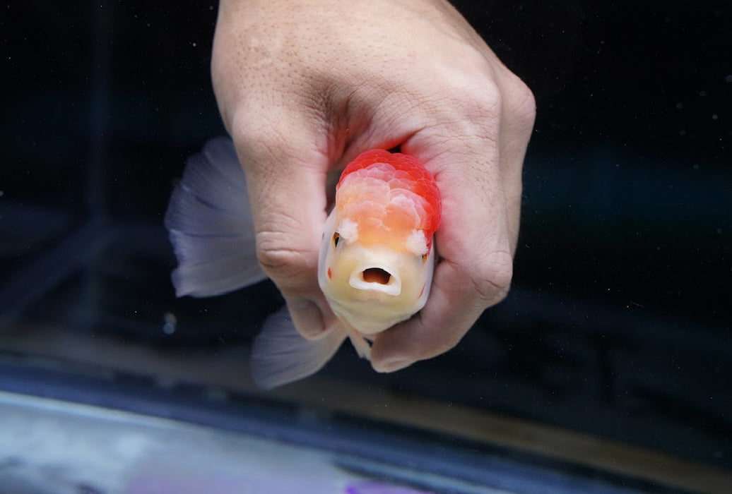 Tricolor Oranda 4”-5” #180-16