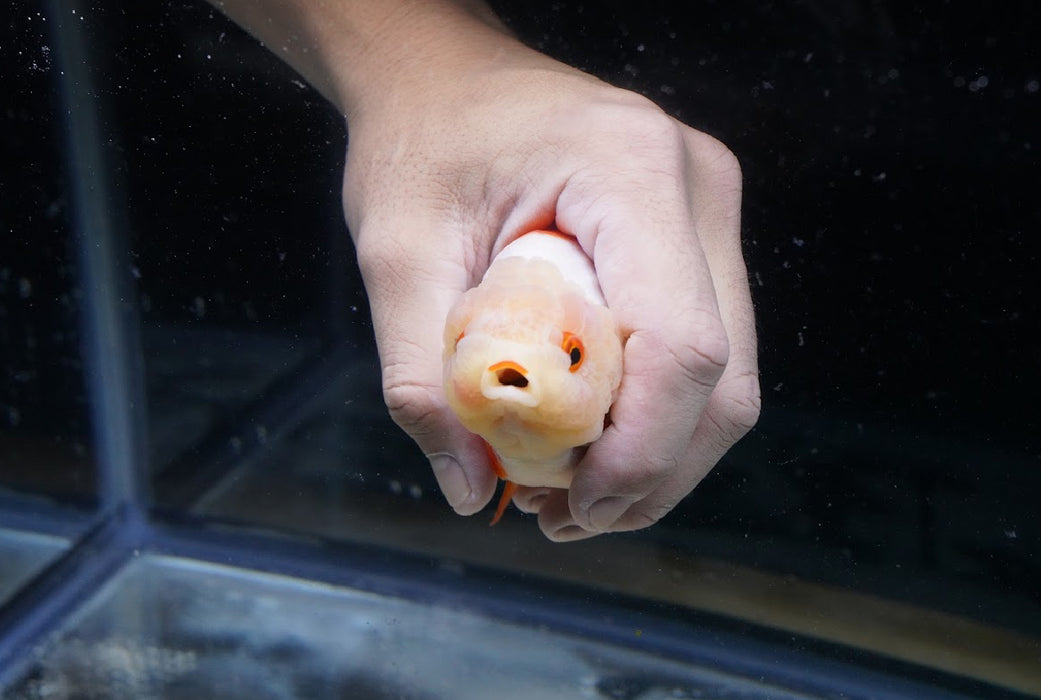 Red/White Ranchu 3.5”-4” #46-04