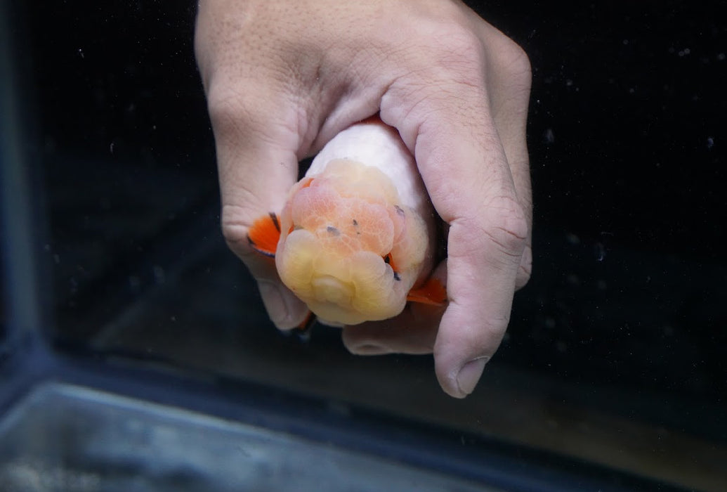 Tricolor Ranchu 3.5”-4” #46-03