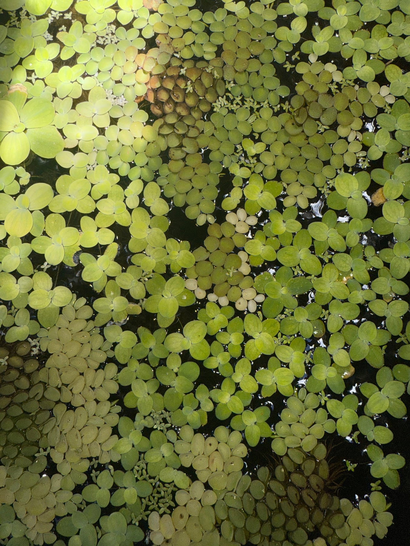 Aquatic Plants
