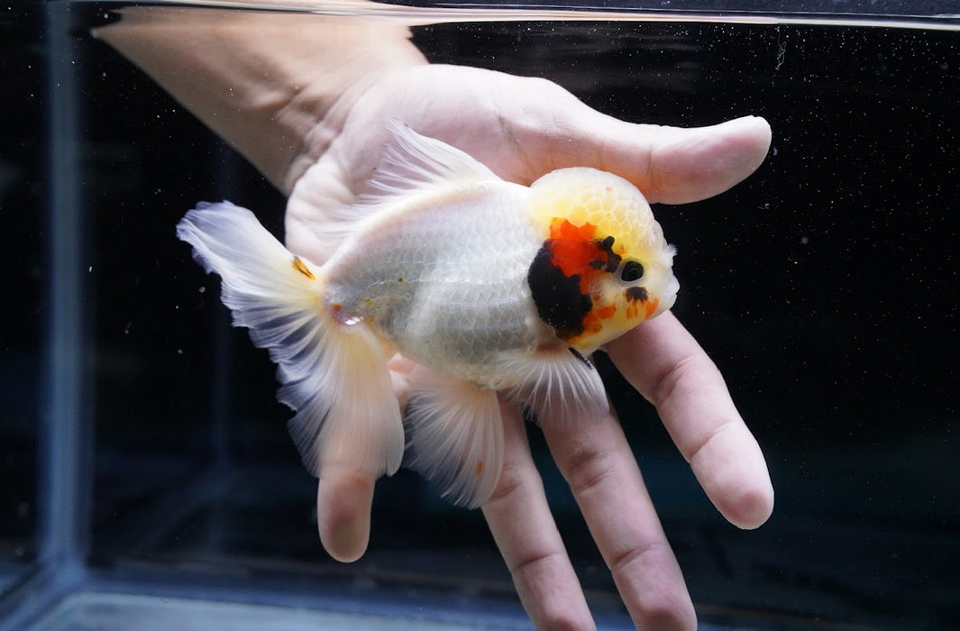 Tricolor Oranda 4”-5” #180-22