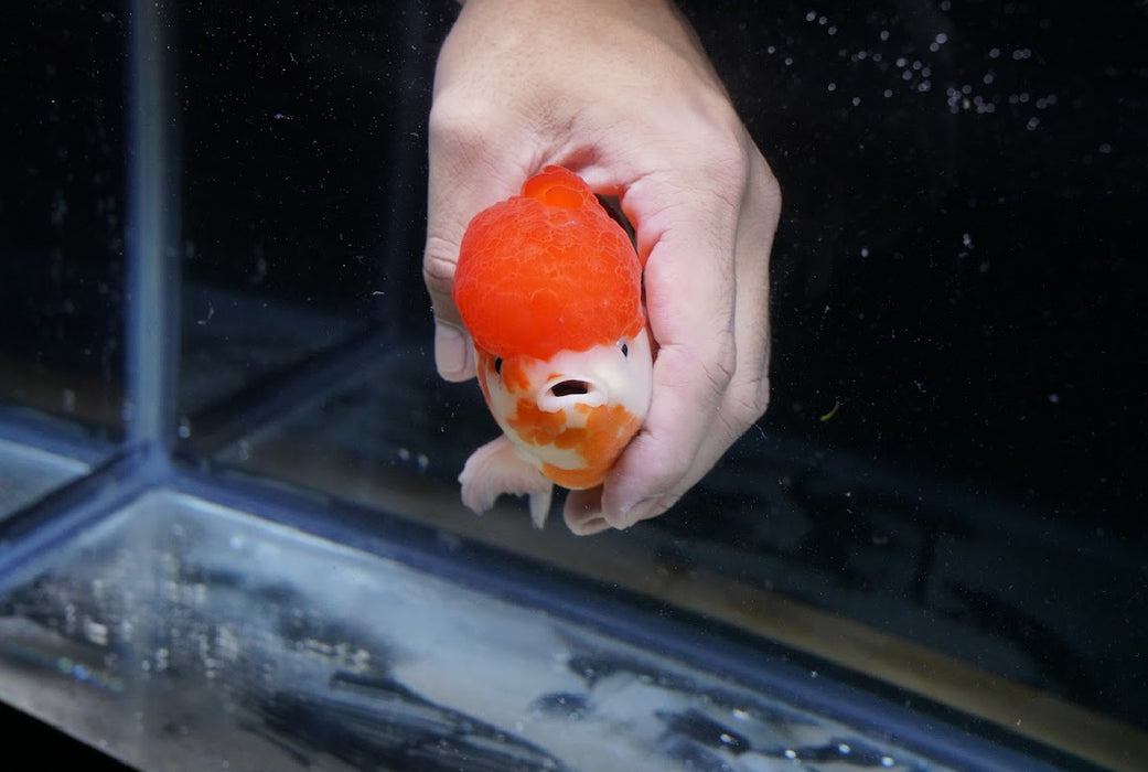 Tricolor Oranda 7” #45-03