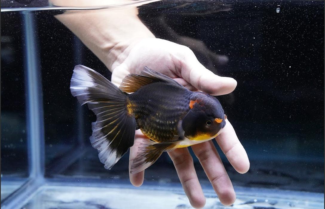 Tricolor Oranda 4”-5” #180-13