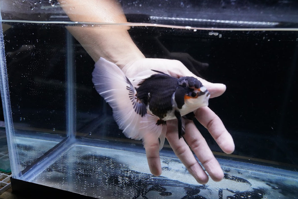 Tricolor Oranda 3.5”-4” #43-02