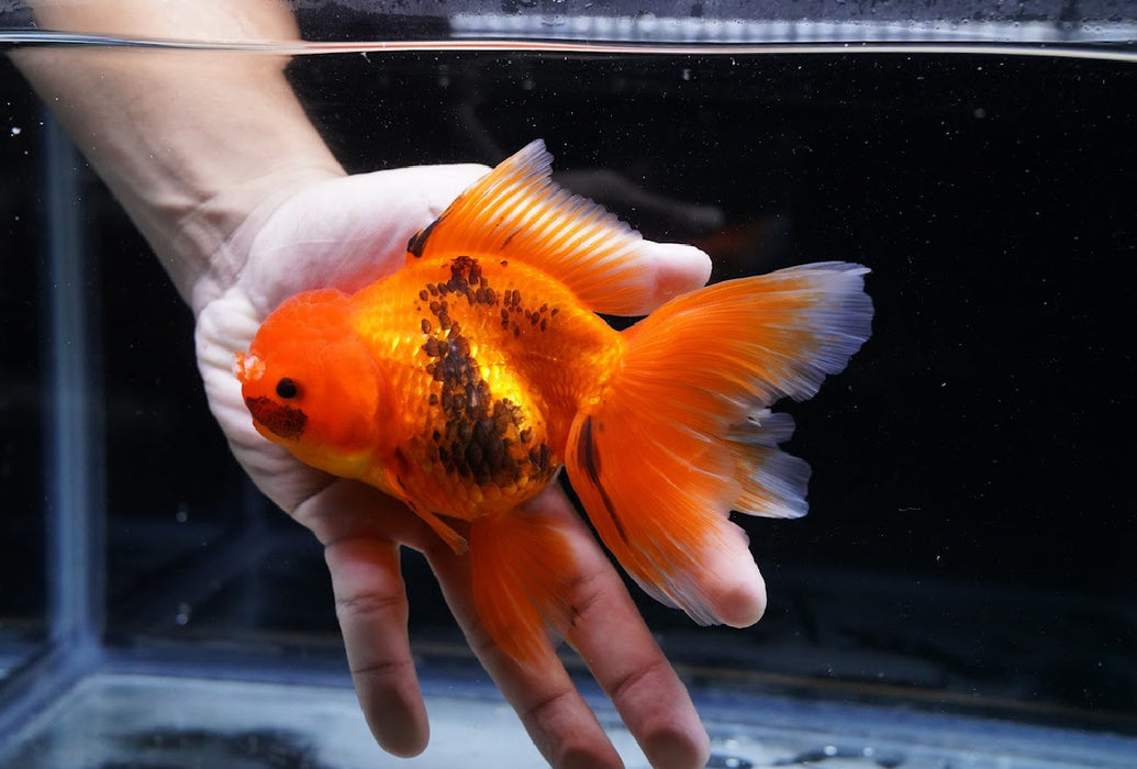 Tricolor Oranda 4”-5” #125-02