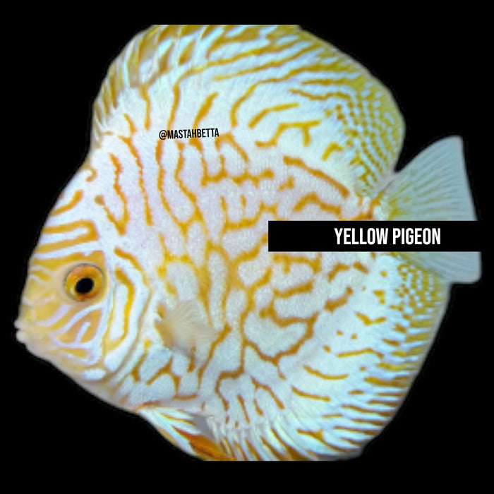 Yellow Pigeon Discus