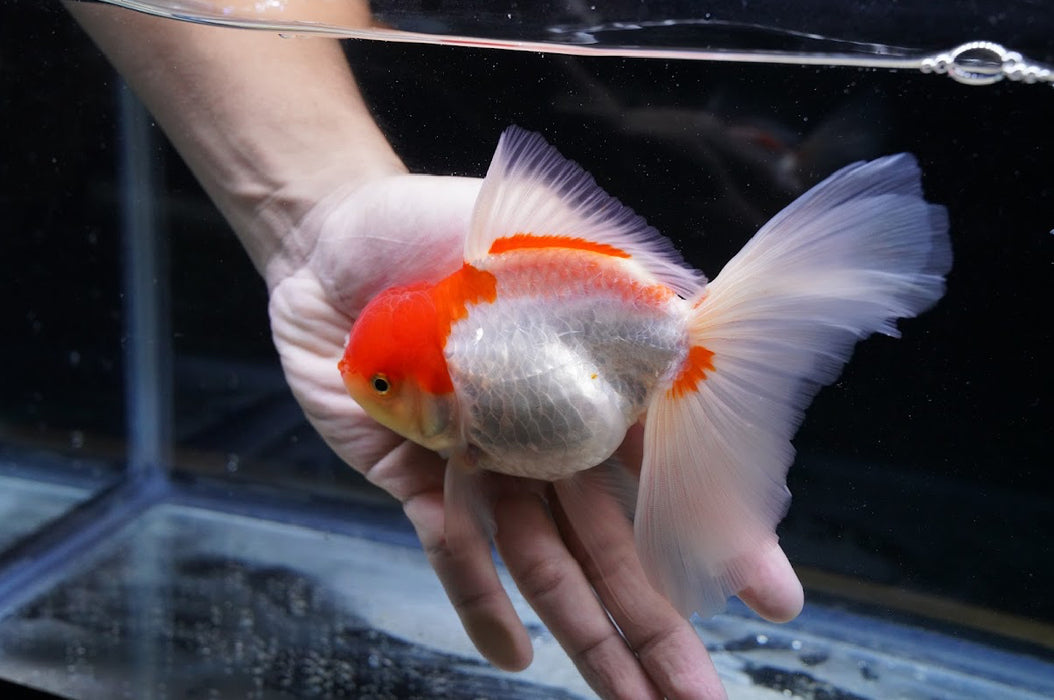 Red/White Oranda 4”-5” #125-16