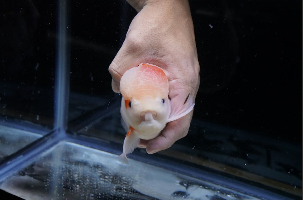 Tricolor Oranda 7” #44-02