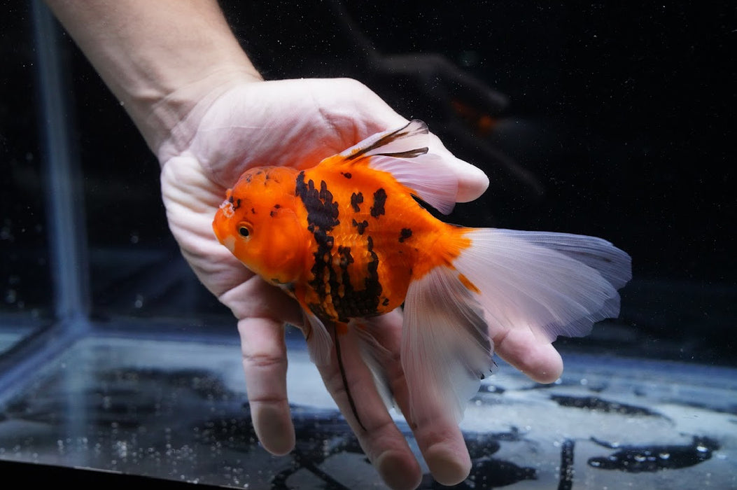 Tiger Oranda 4”-5” #125-07
