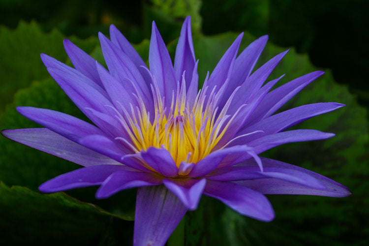 Star of Zanzibar Lily