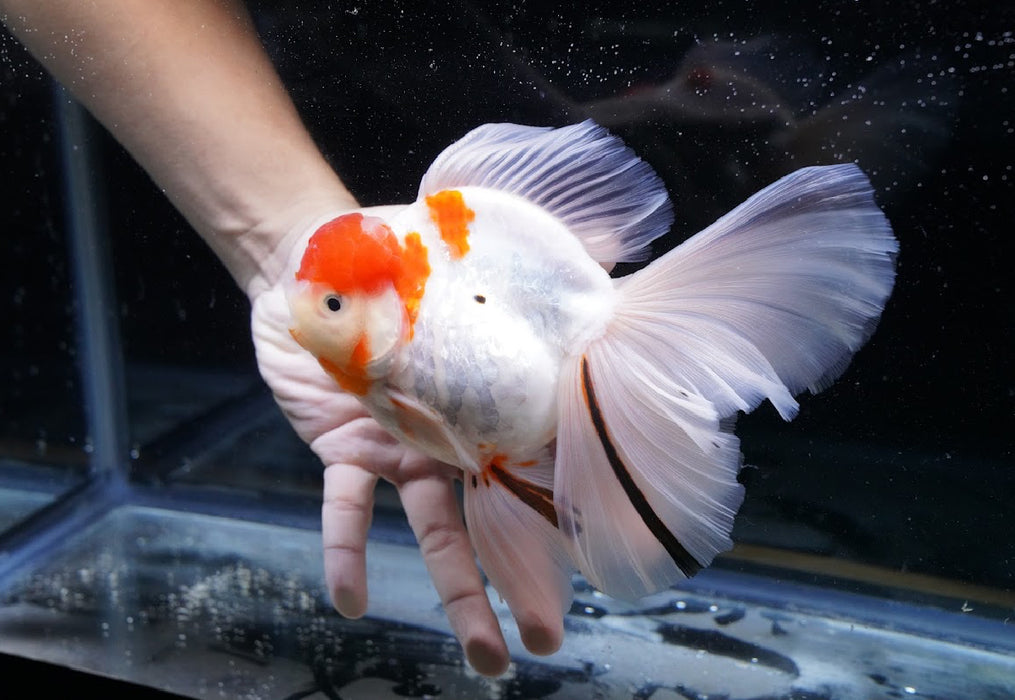 Tricolor Oranda 7” #45-02