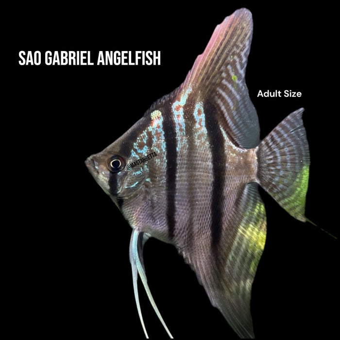 Captive Bred Sao Gabriel Angelfish