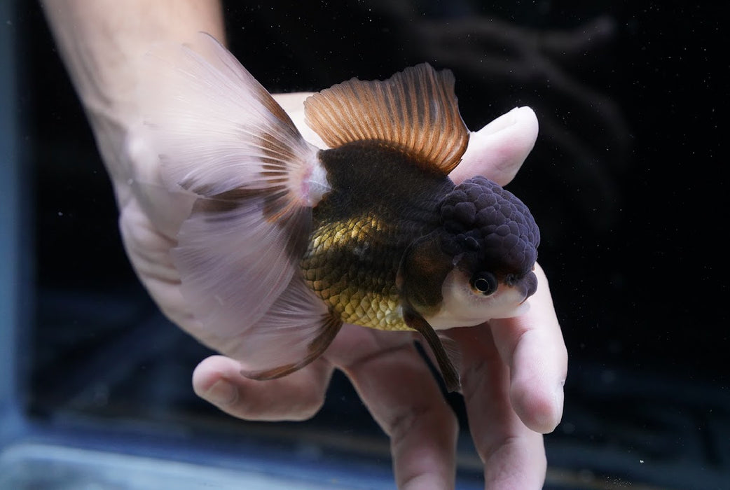 Bronze Panda Oranda 3.5”-4” #43-07