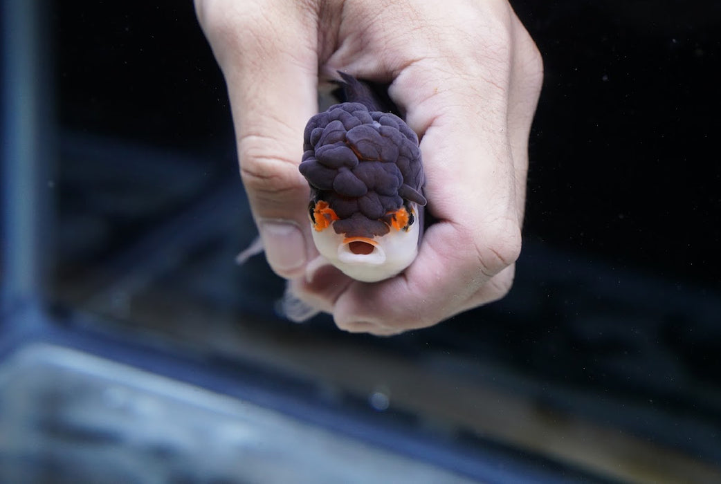 Tricolor Oranda 3.5”-4” #43-06