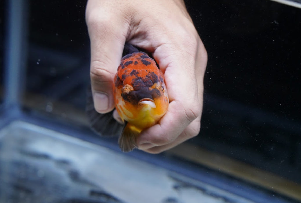 Tricolor Oranda 4”-5” #125-05