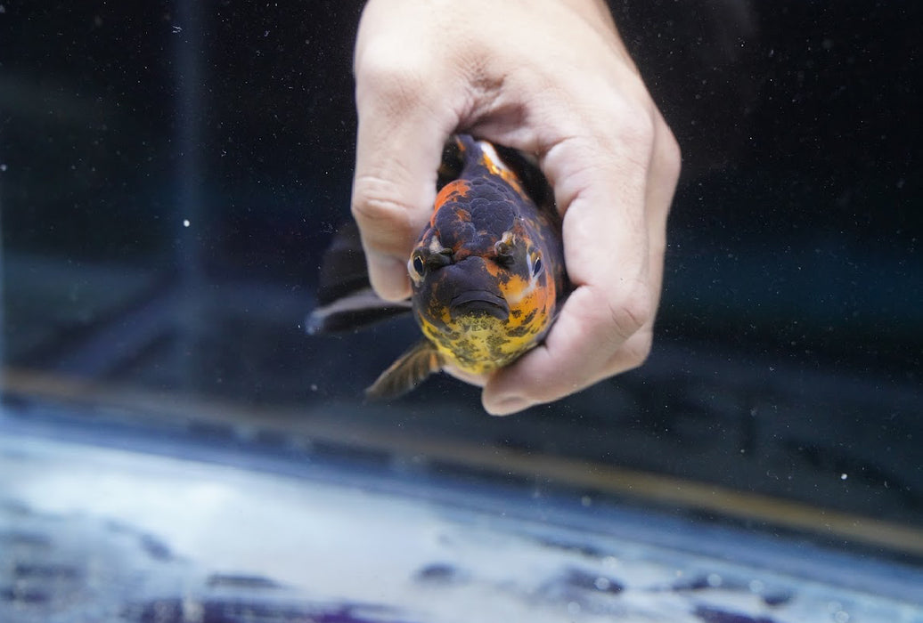 Tiger Oranda 4”-5” #180-11