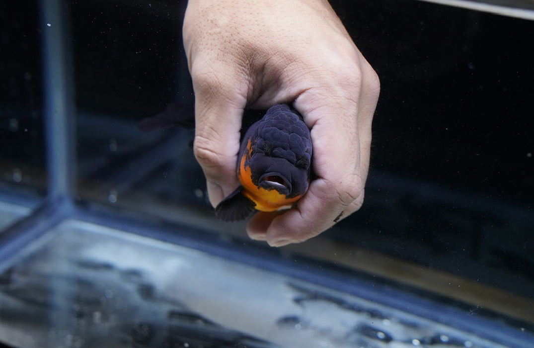 Black/Orange Oranda 4”-5” #125-04