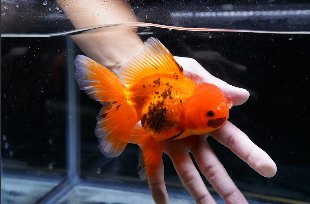 Tricolor Oranda 4”-5” #125-02