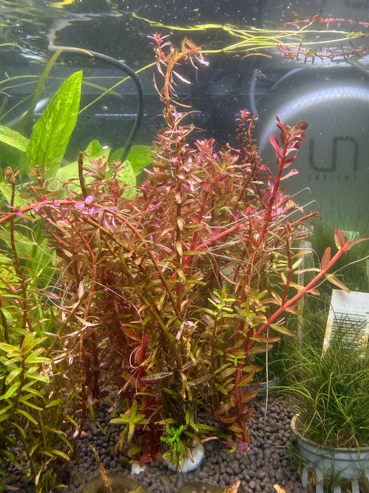 Rotala “Orange Juice”