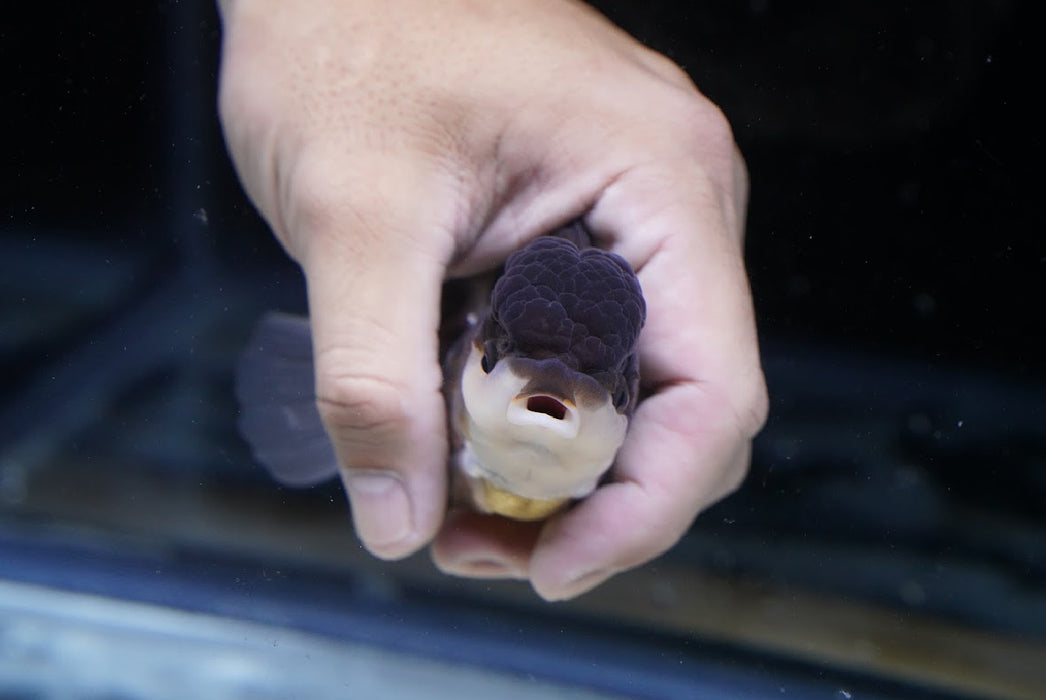 Bronze Panda Oranda 3.5”-4” #43-07