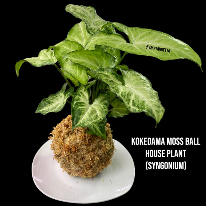 Kokedama Moss Ball House Plant