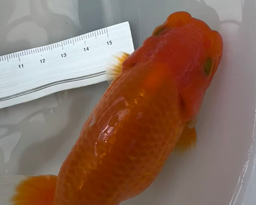 Top View Japanese Ranchu #3